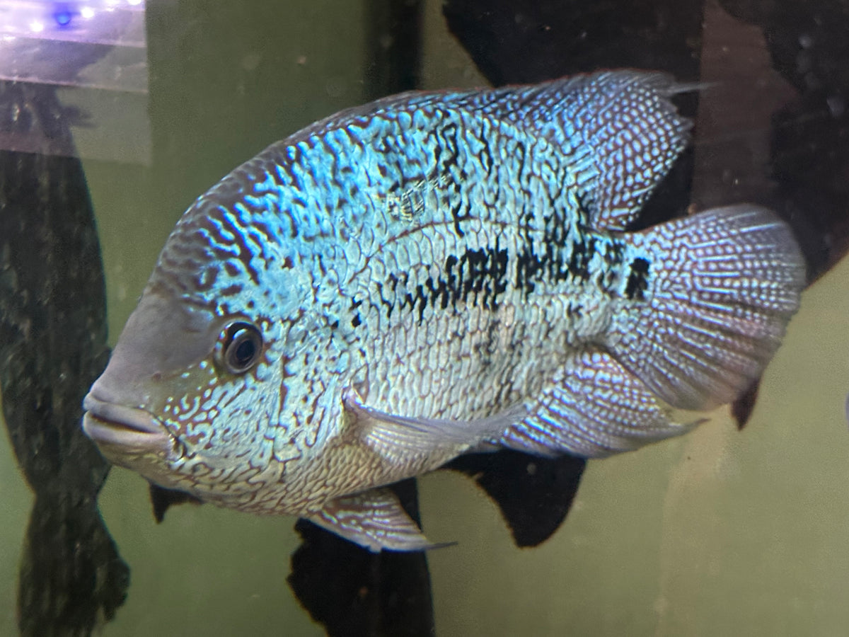 XL Hybrid Texas Cichlid (8-9”)