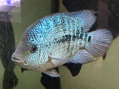 XL Hybrid Texas Cichlid (8-9”)