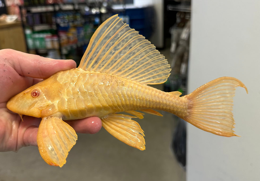Albino Gibbicepts Pleco (8”)