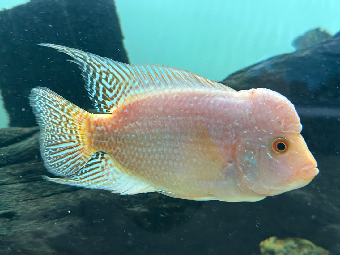 Fader Flowerhorn (5”)