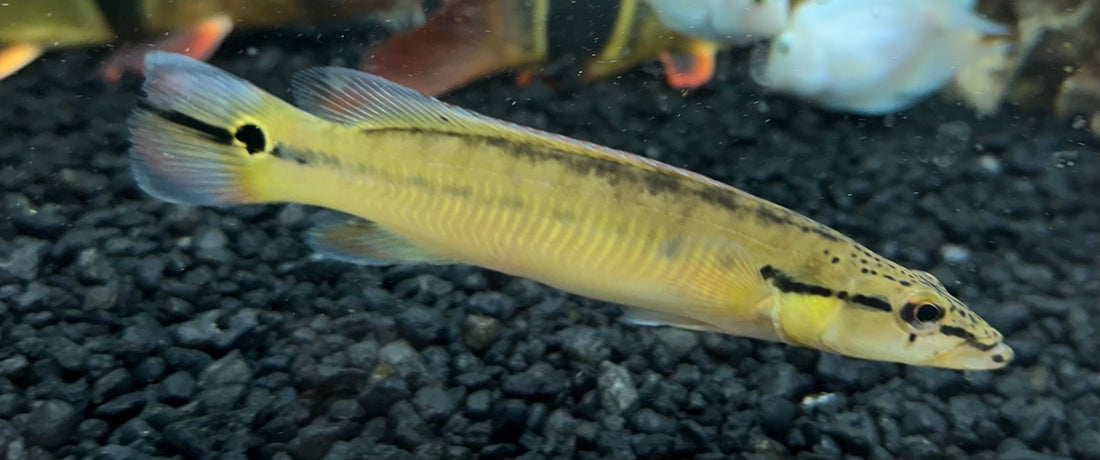 Xingu 1 Orange Pike Cichlid (5”)