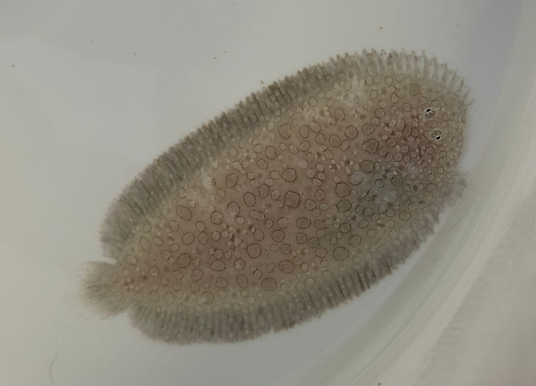 Peacock Sole (3”)