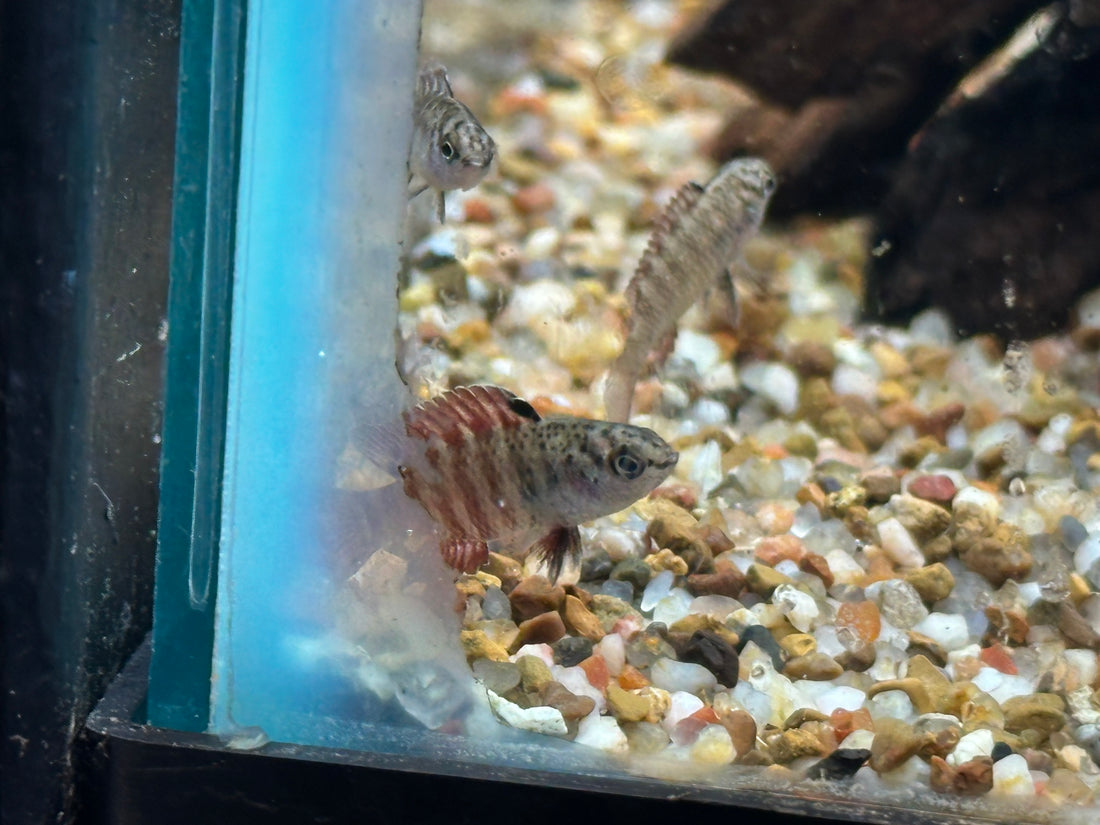 Black Tiger Dario (.75-1”)