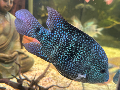 XL Texas Cichlid (8-8.5”)