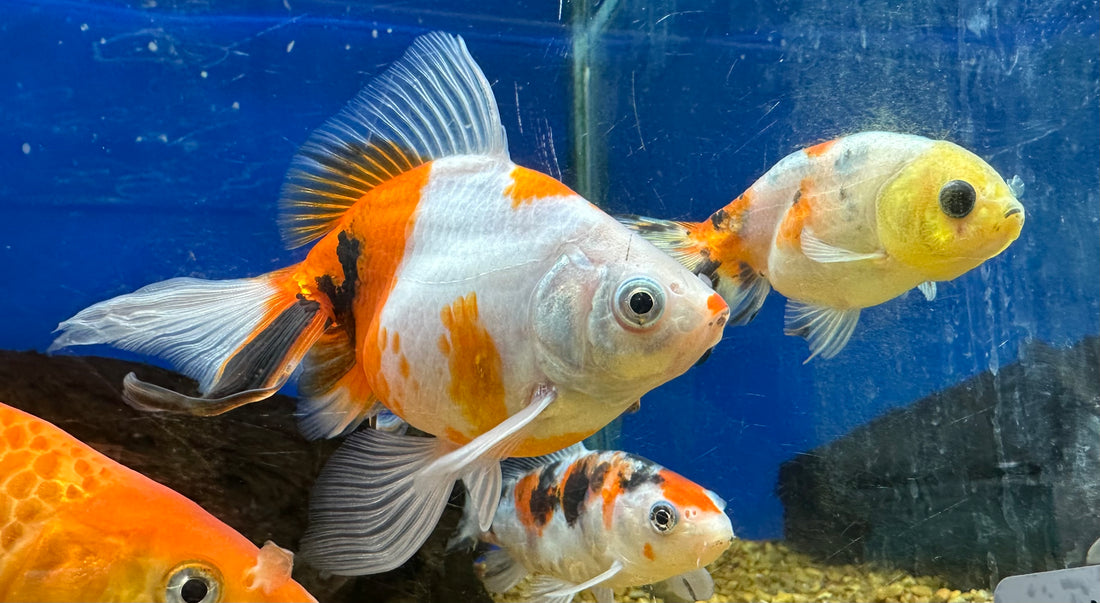 Assorted Goldfish (2.5-4”)