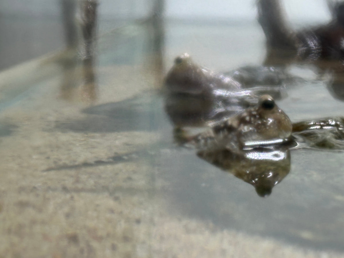 Atlantic Mudskipper (2.5-2.75”)