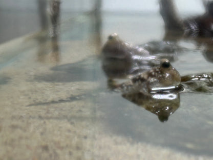 Atlantic Mudskipper (2.5-2.75”)