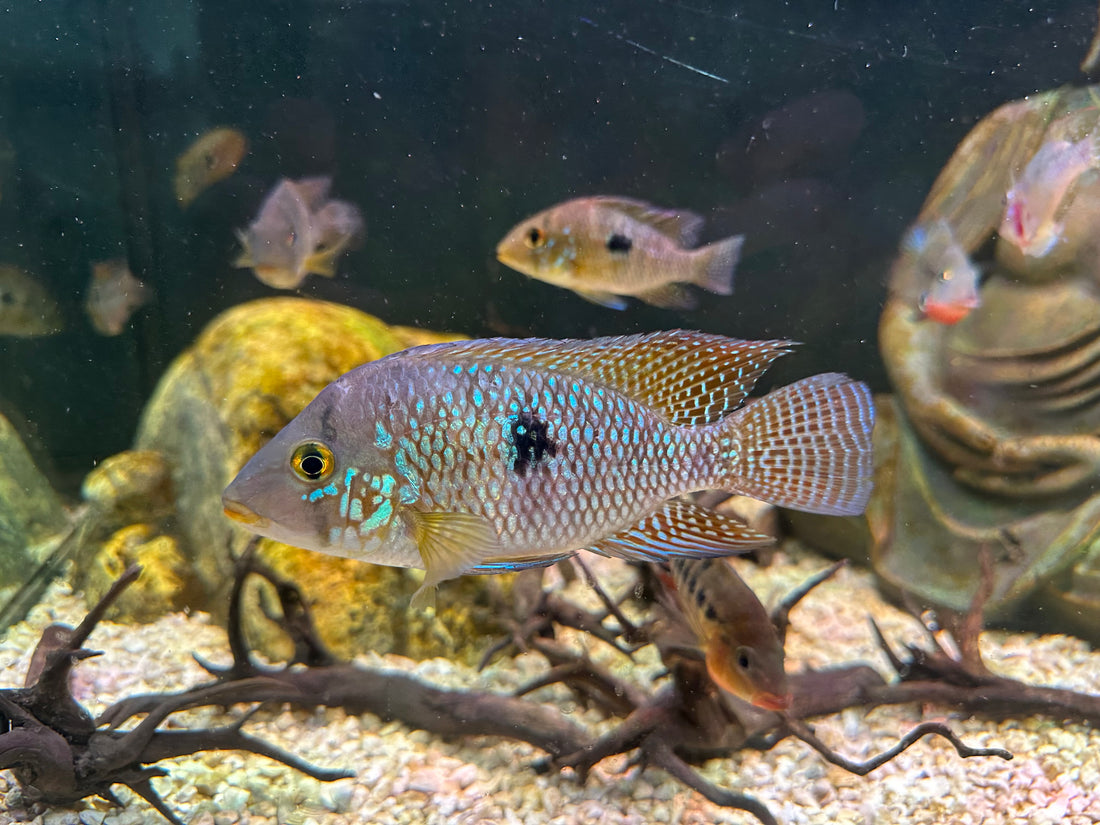 Geophagus Brasiliensis (3.5-4”)