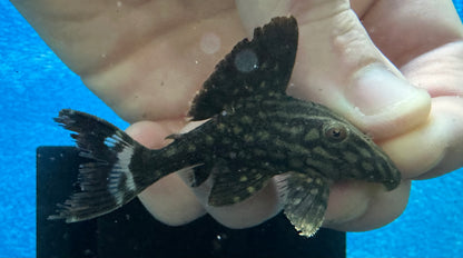 Baby L330 Sandía Pleco (2”)