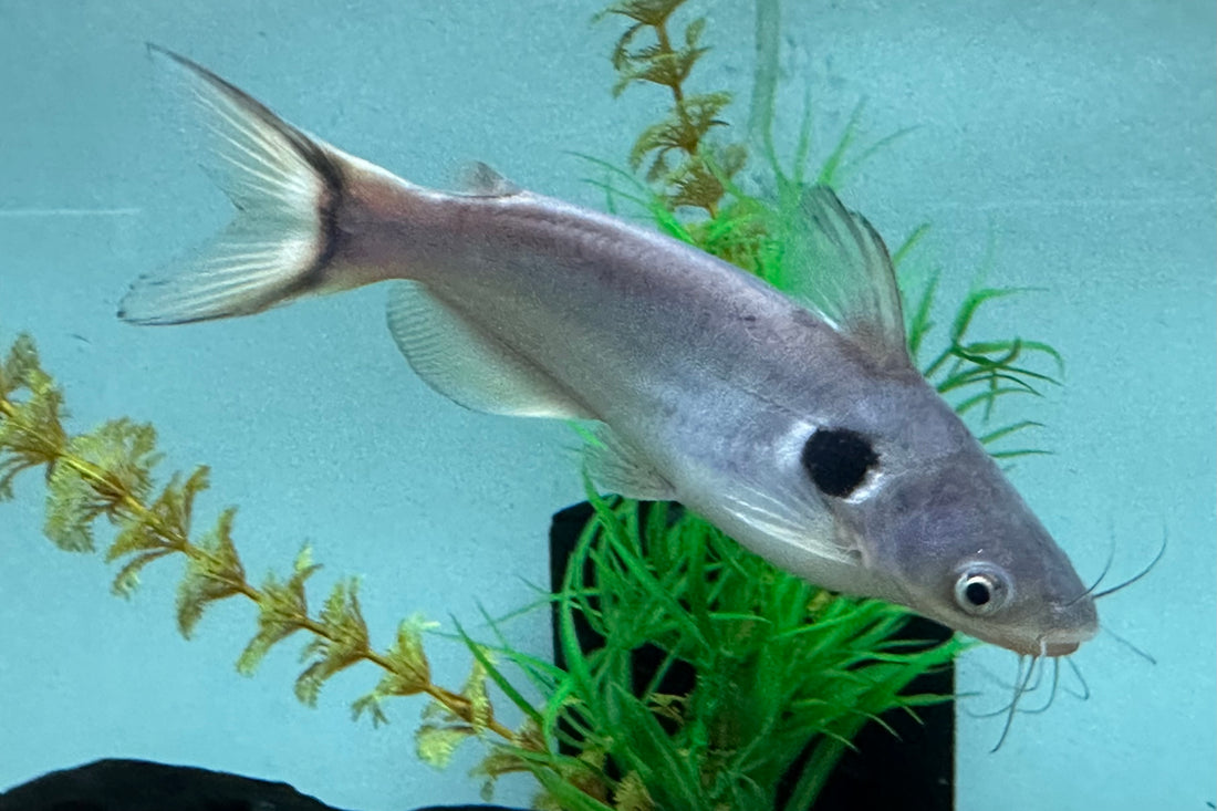 Large Sun Catfish (4.5-5”)