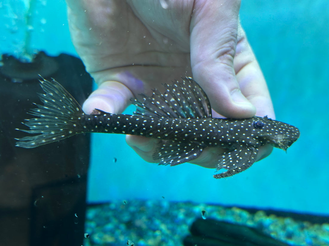 L039 Flathead Pleco (4.5-5”)