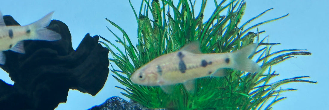 Clown Barb (2”)