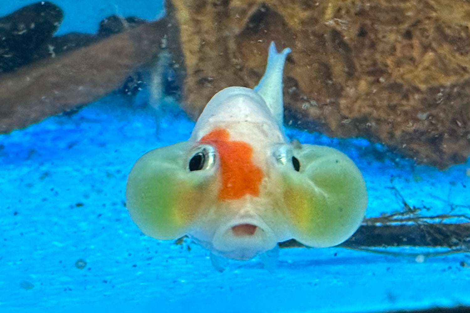 Bubble Eye Goldfish (2”)