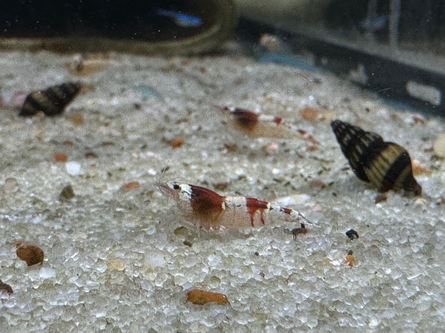 Red Bee Cardinia Shrimp (.75”)