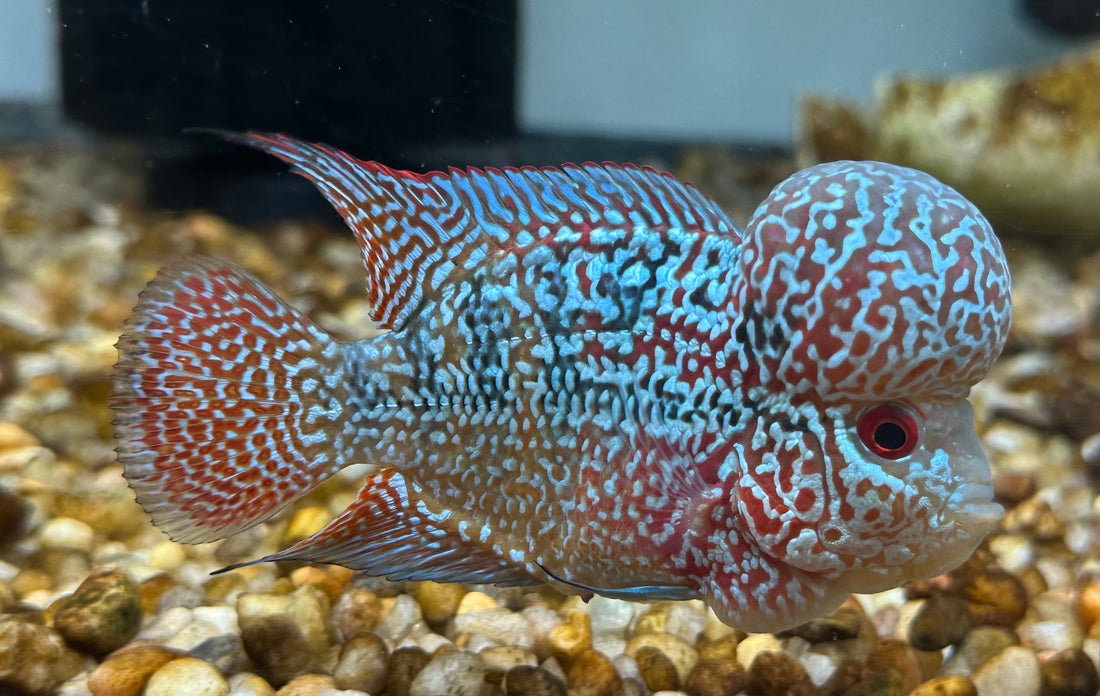 F3 Kamfa Flowerhorn (4”)