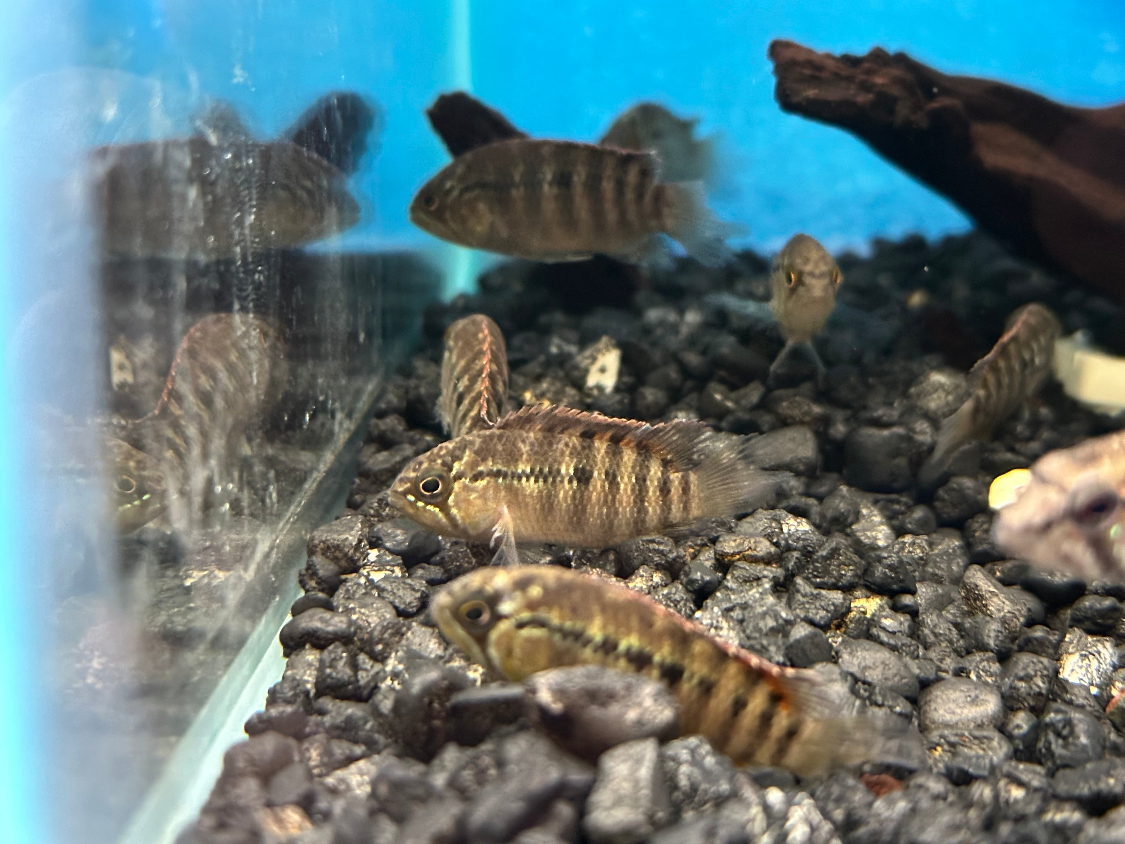 Zebra Acara (1.25”)