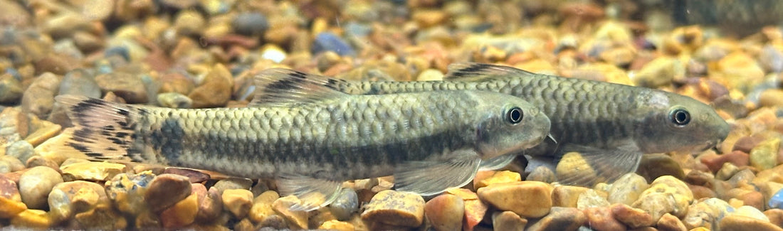 Large Rainbow Garra (2.25-2.5”)