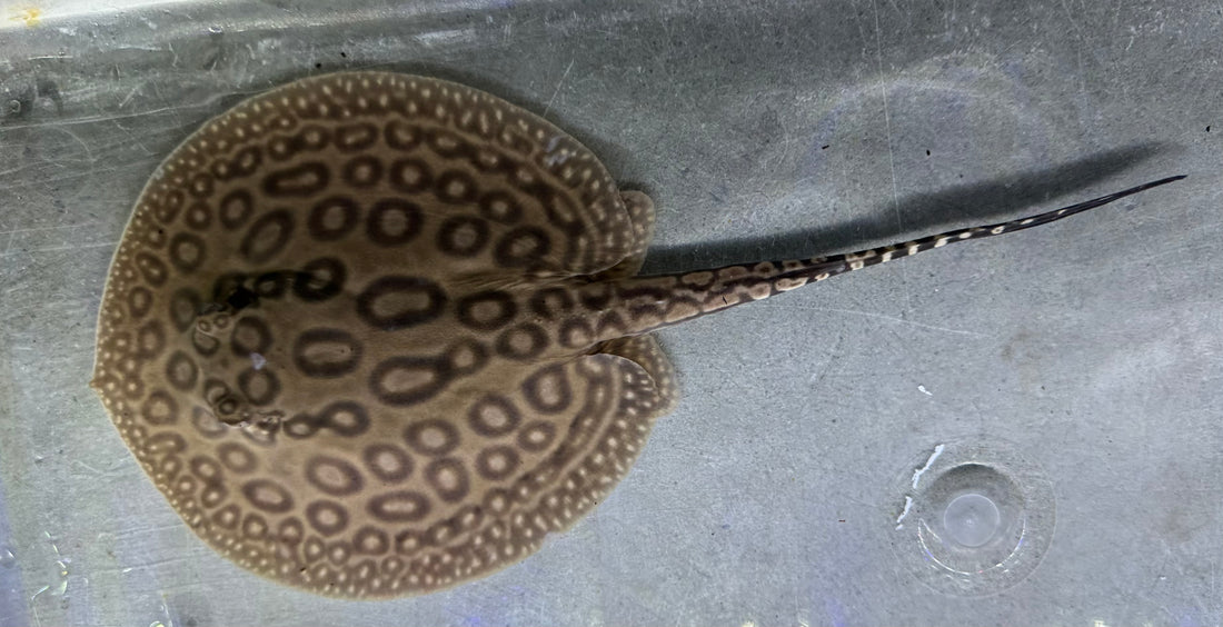Pearl Stingray (Male 5.5”)