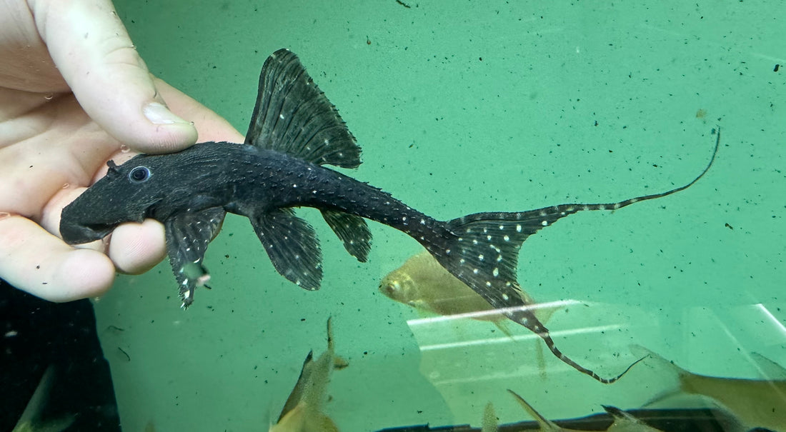 L155 Adonis Pleco (7-8”)