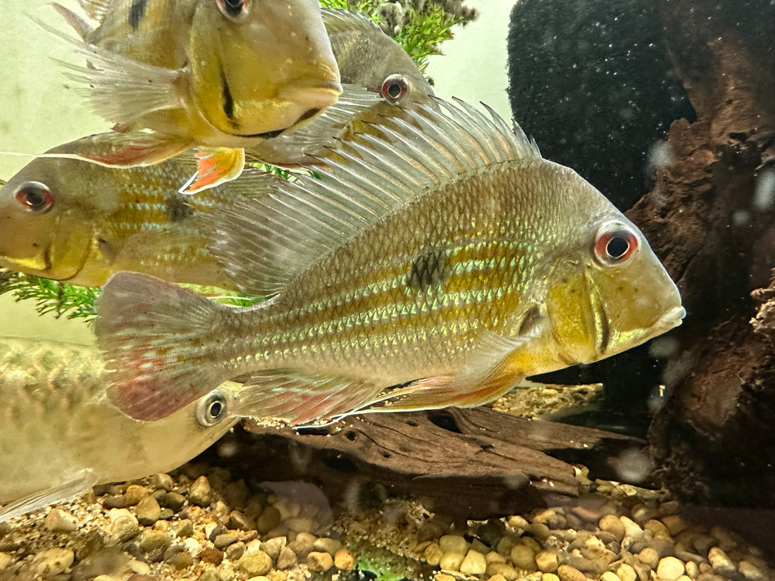 XL Geophagus Winemilleri Cichlid (7”)
