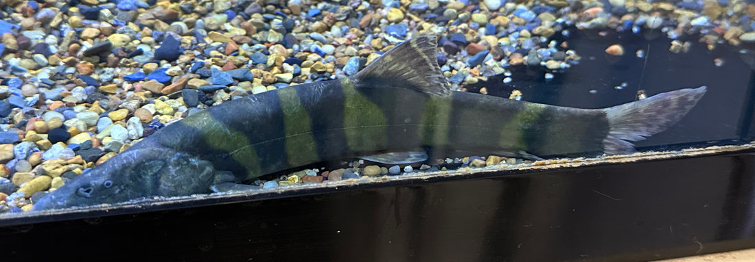 XL Imperial Flower Loach (7-8”)