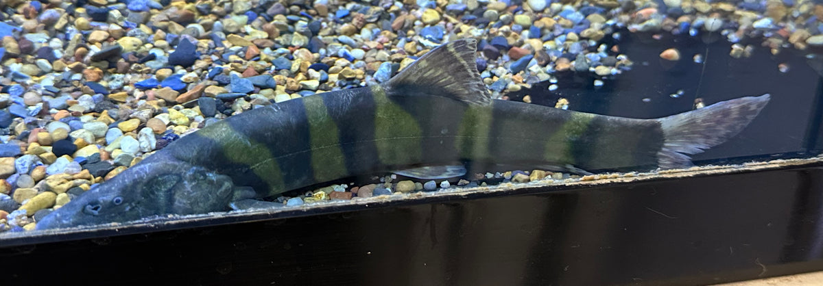 XL Imperial Flower Loach (7-8”)