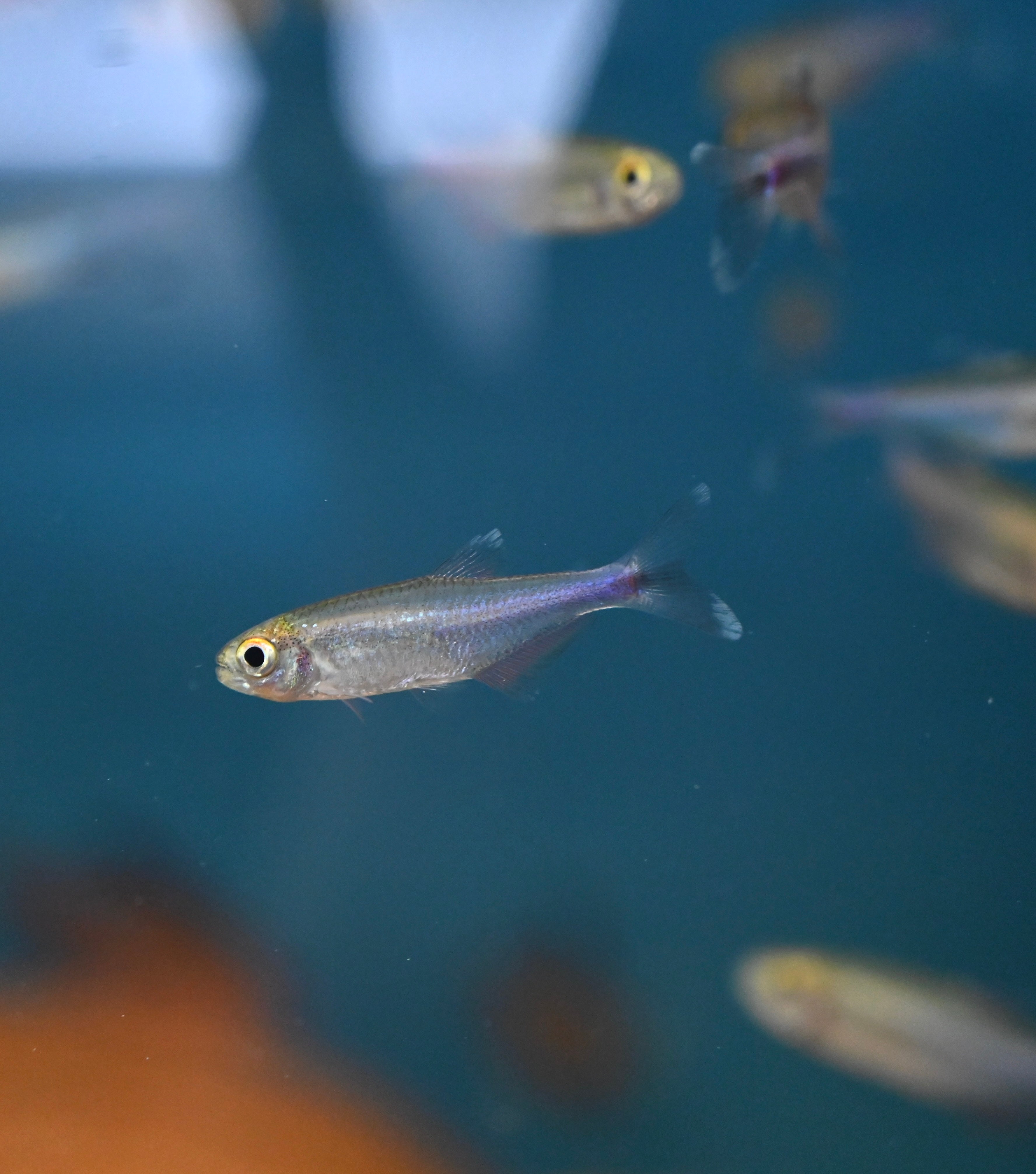 Cochu’s Blue Tetra