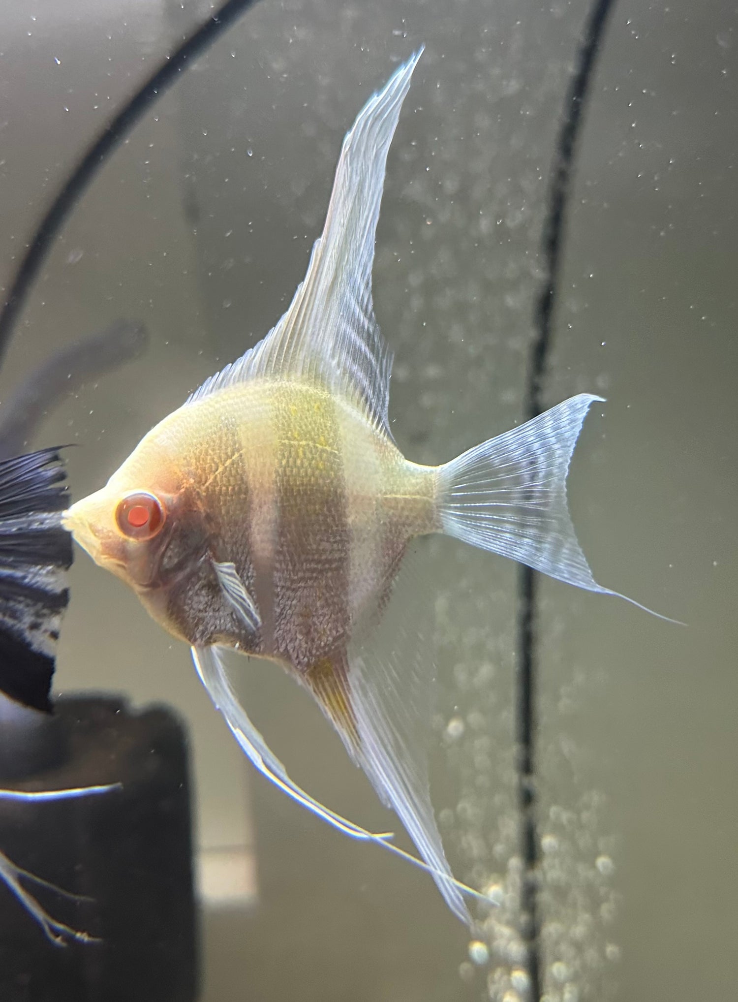 LARGE Albino Dantum Angel (4”)