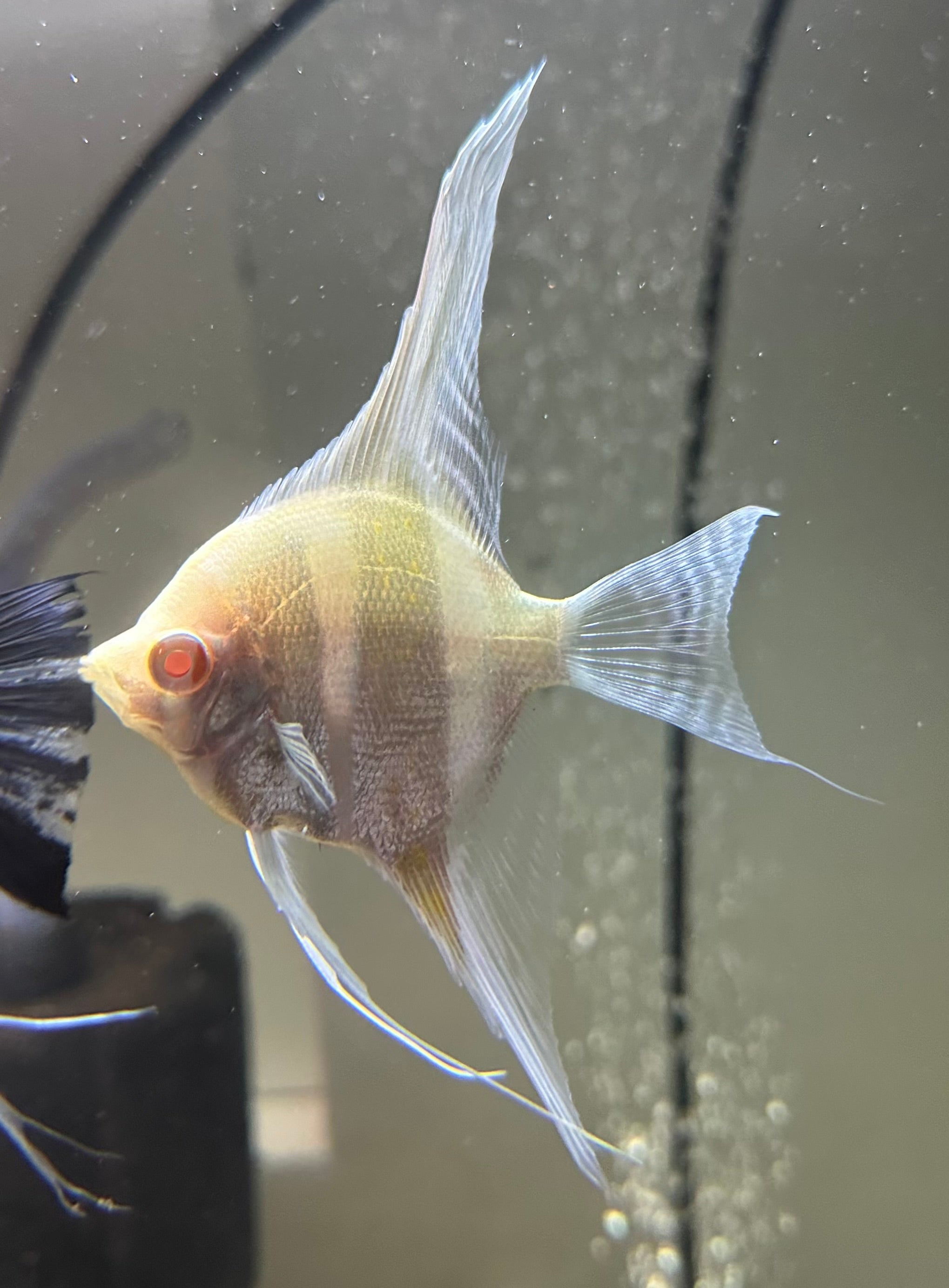 LARGE Albino Dantum Angel (4”)