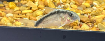 Skunk Cory (1.25-1.5”)