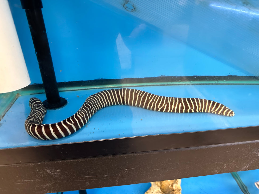 Zebra Moray Eel (18-20”)