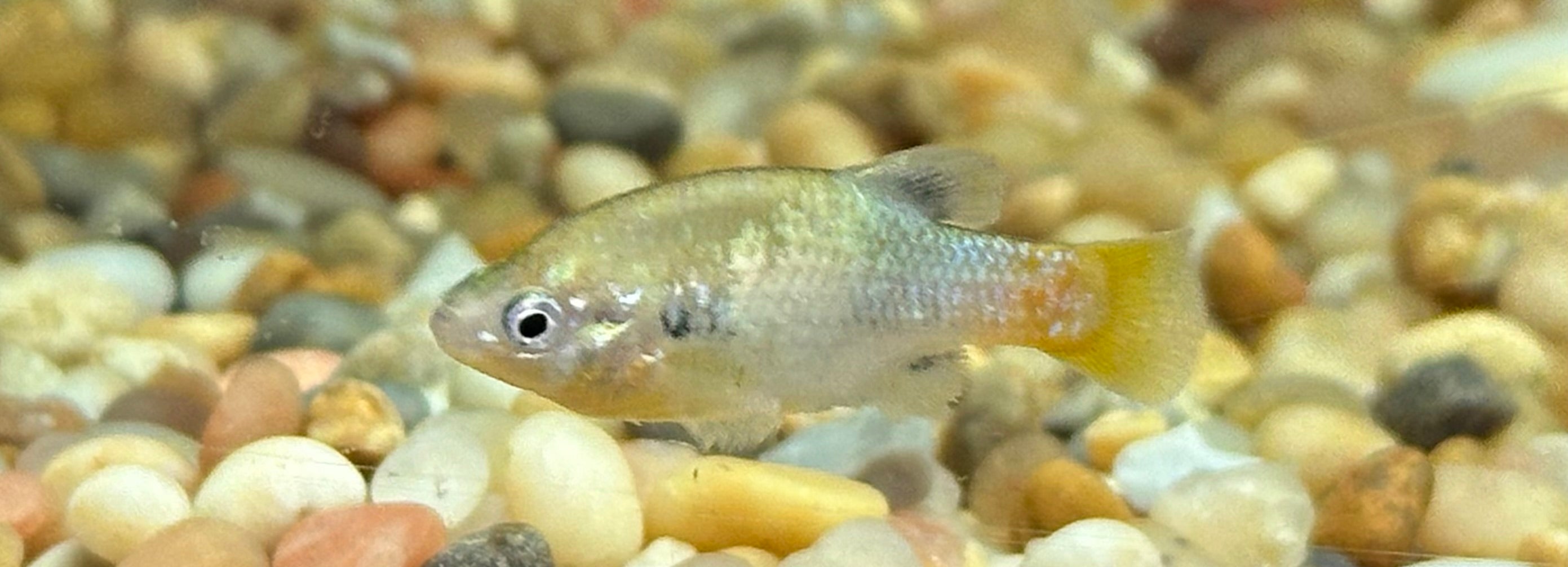 Redtail Goodeid Livebearer (1.5”)