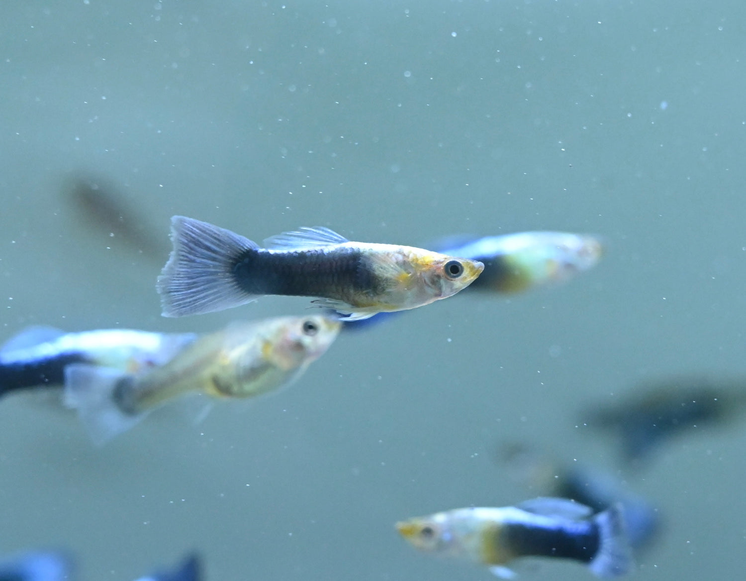 Blue Turquoise Guppy Pair (1.25”)