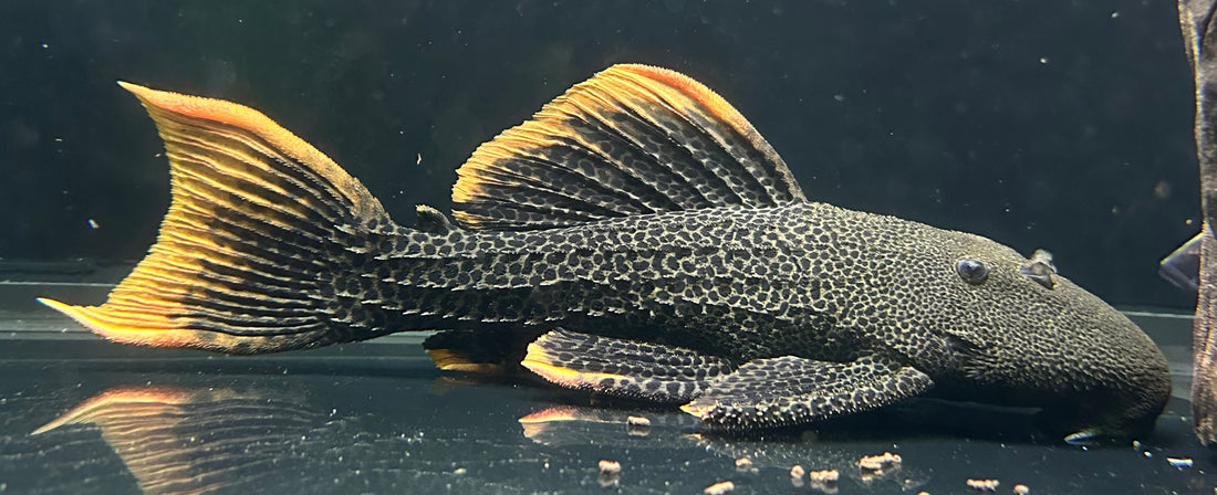 Jumbo L600 Leopard Cactus Pleco (11-12”+)