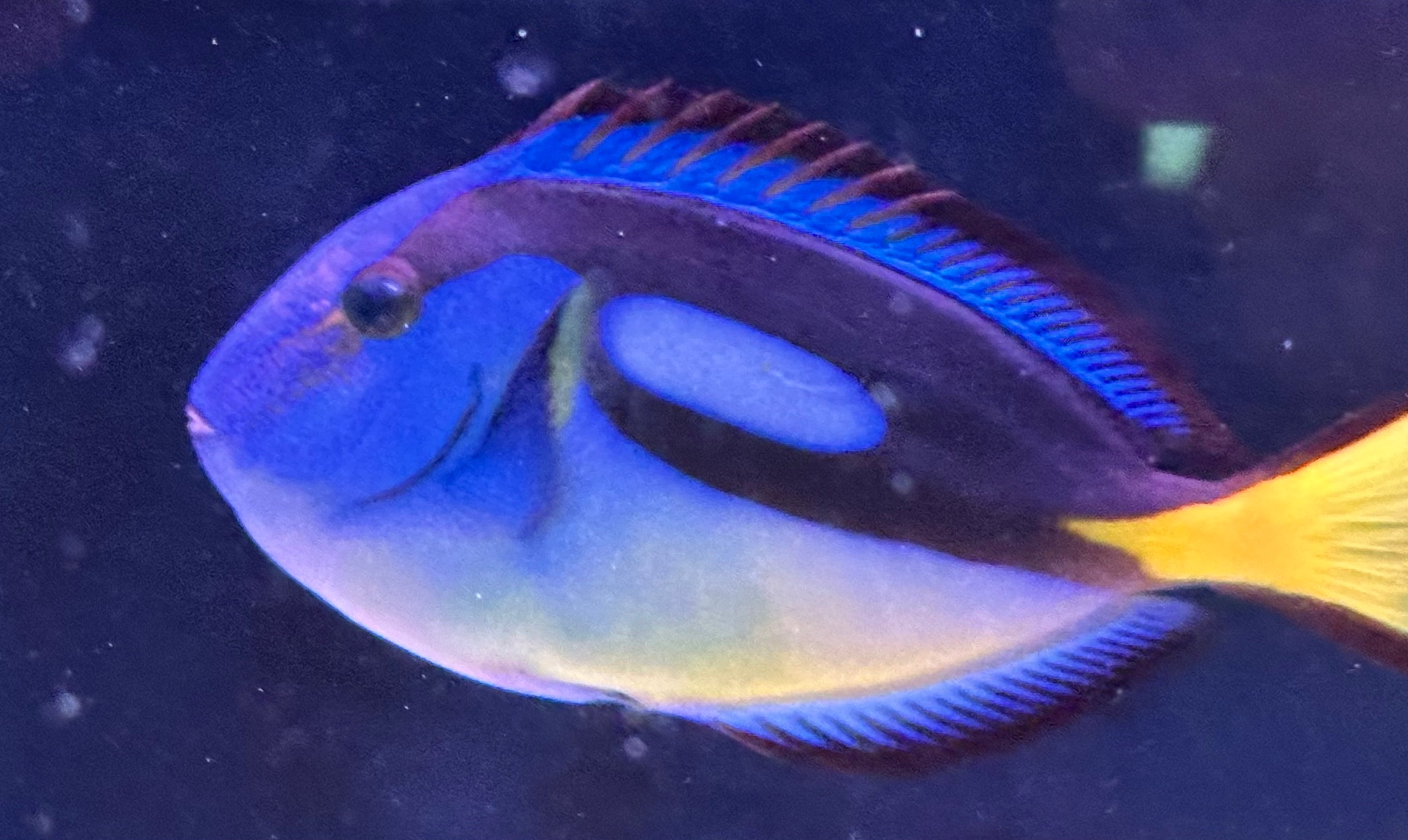 Yellow Belly Hippo Tang (4”+)