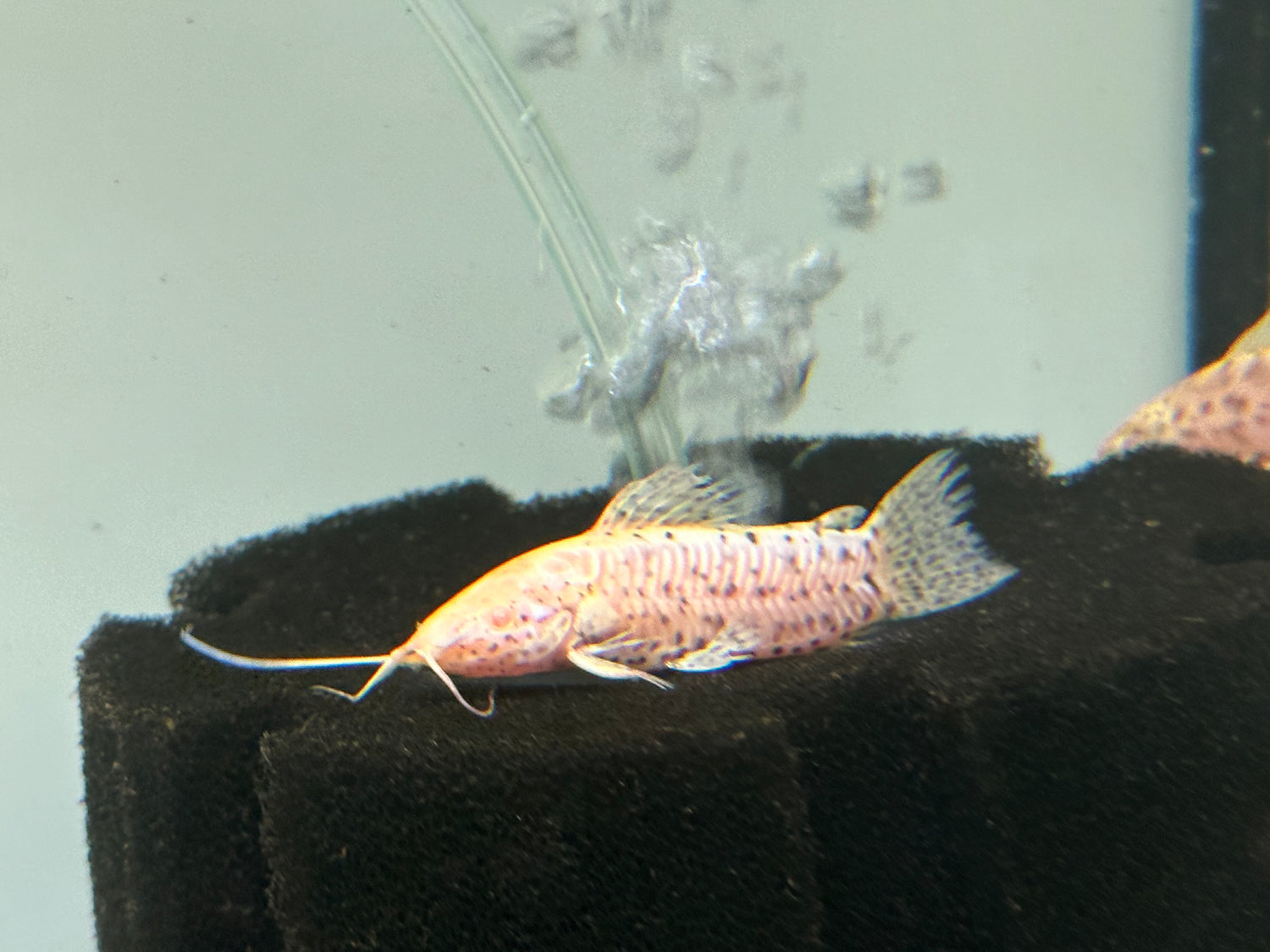 Albino Hoplo Catfish (2”)