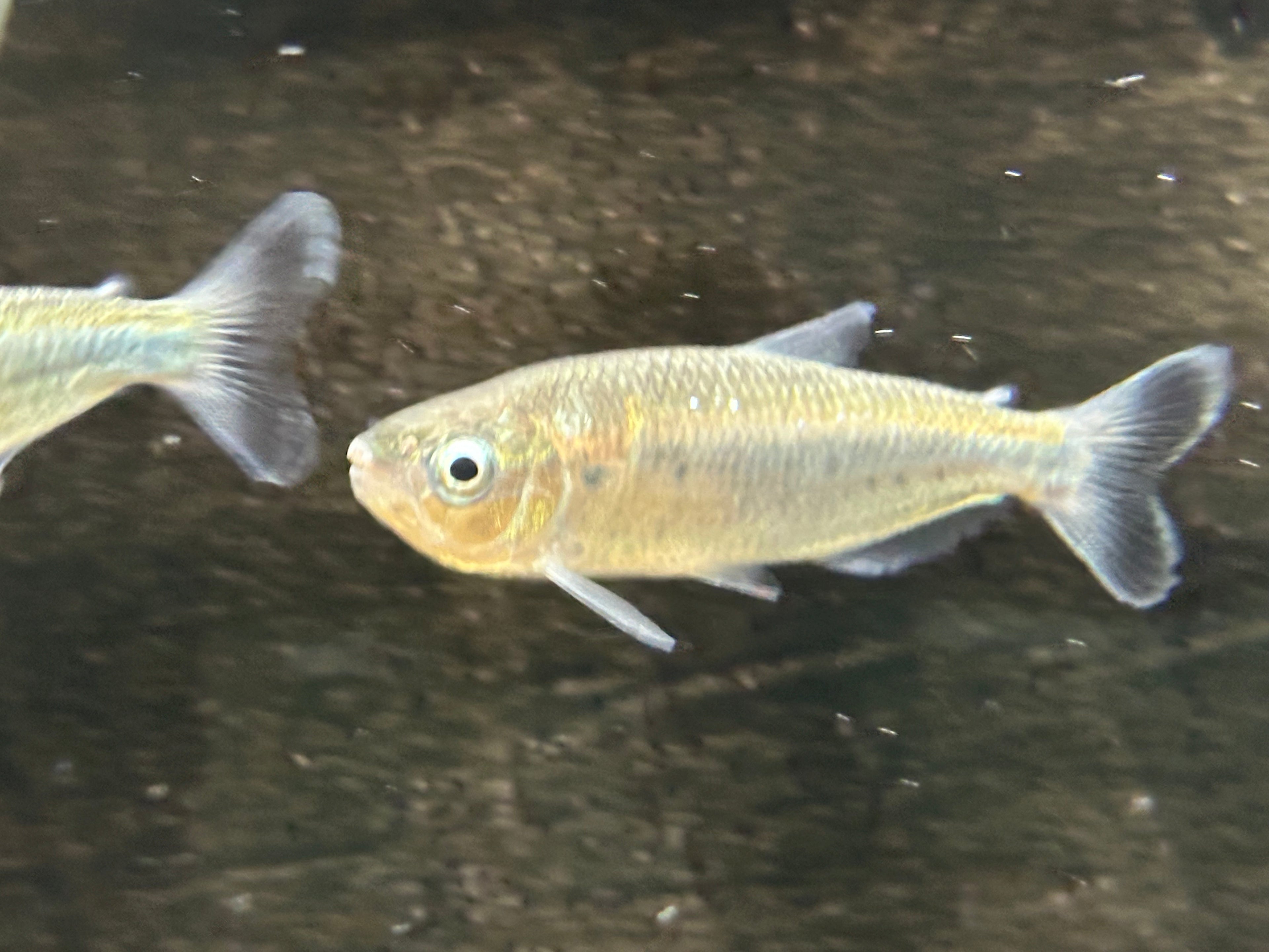 Brycon pesu (3-4”)