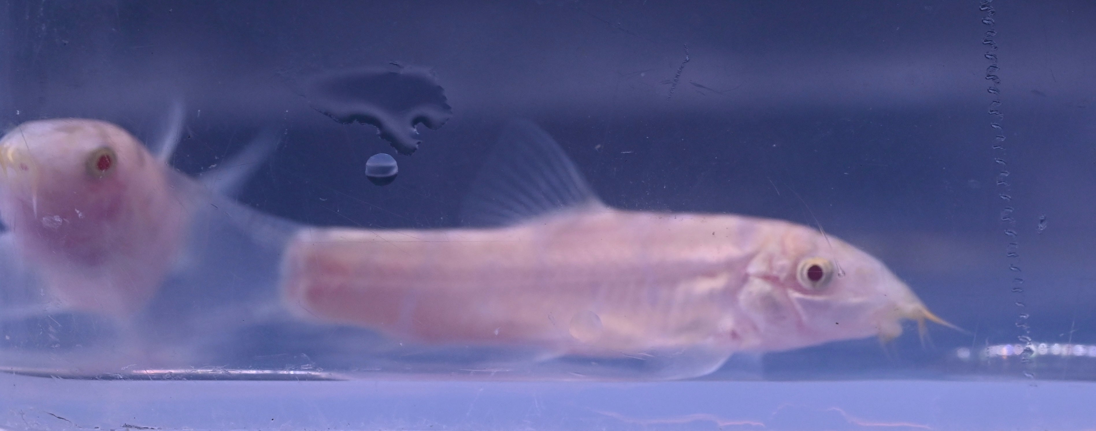 Albino Yo Yo Loach (1.5-2”)