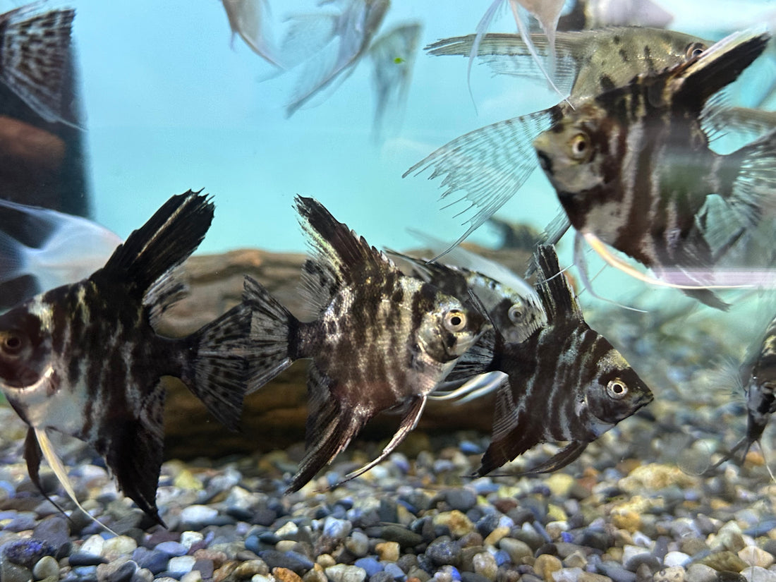 Assorted Angelfish (2-2.5”)