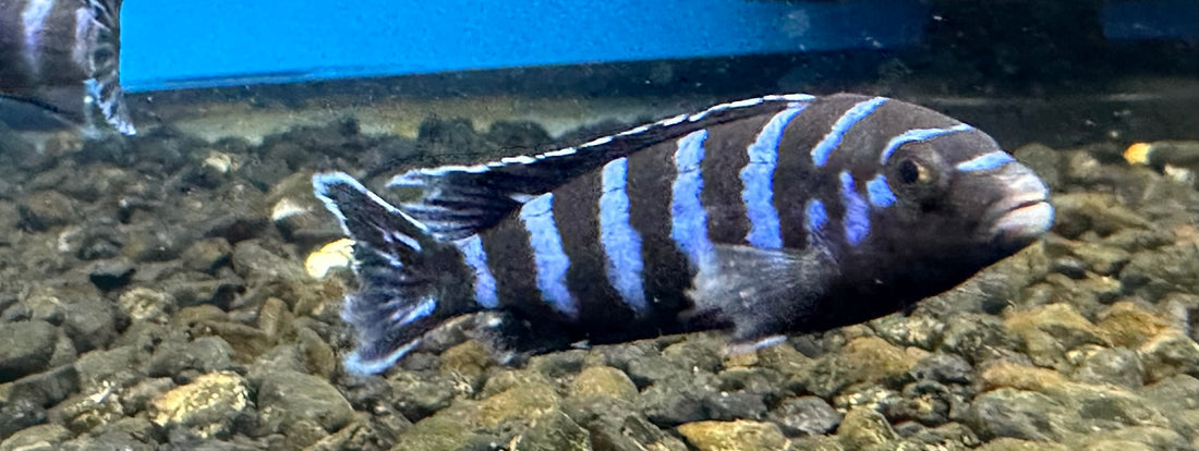 Demansoni Cichlid (2”)