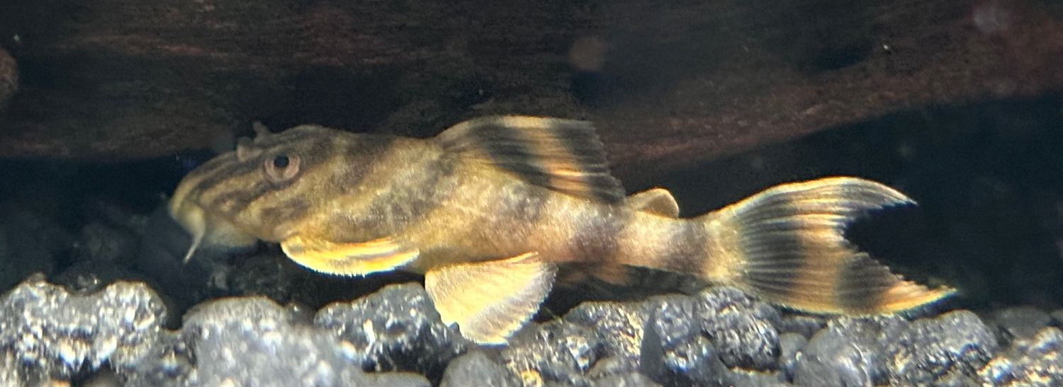 CB L398 Tankei Tiger Pleco (1.75-2”)