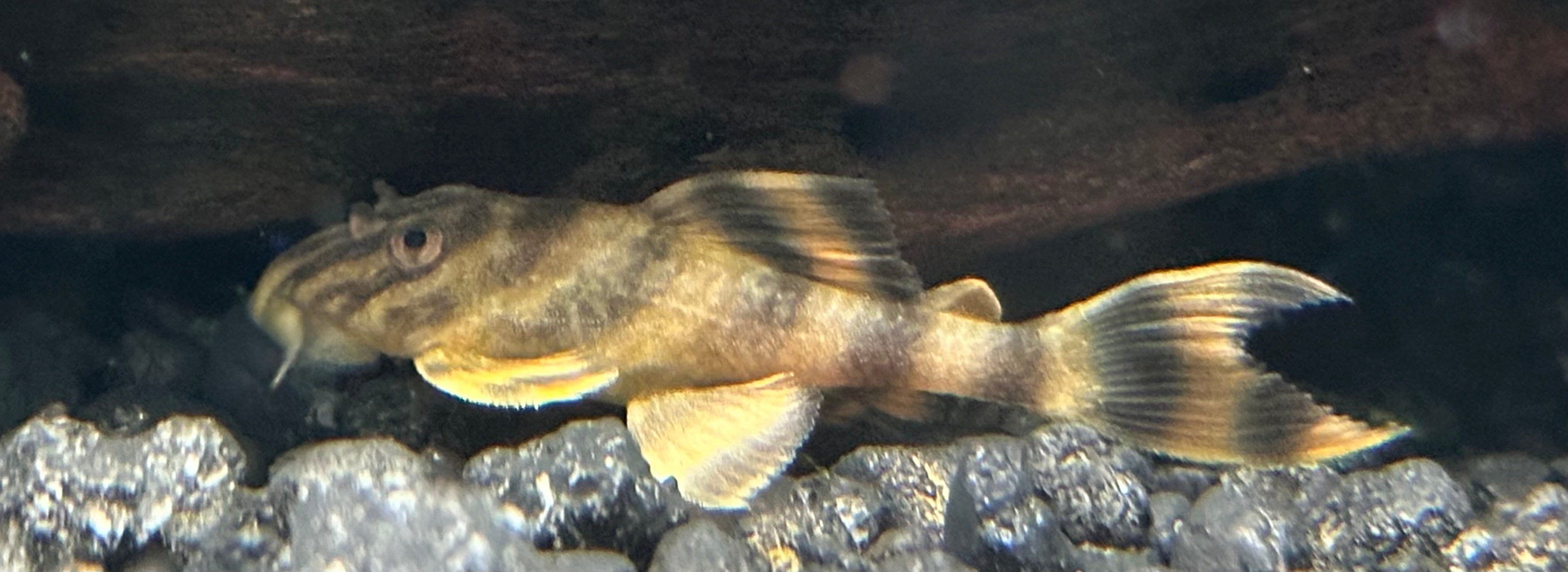CB L398 Tankei Tiger Pleco (1.75-2”)