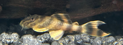 CB L398 Tankei Tiger Pleco (1.75-2”)