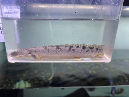 Delhezi Polypterus (8”)
