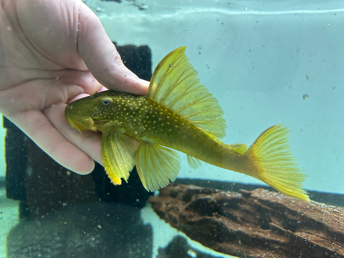 XL L200 Green Phantom Pleco (5.5-6”)