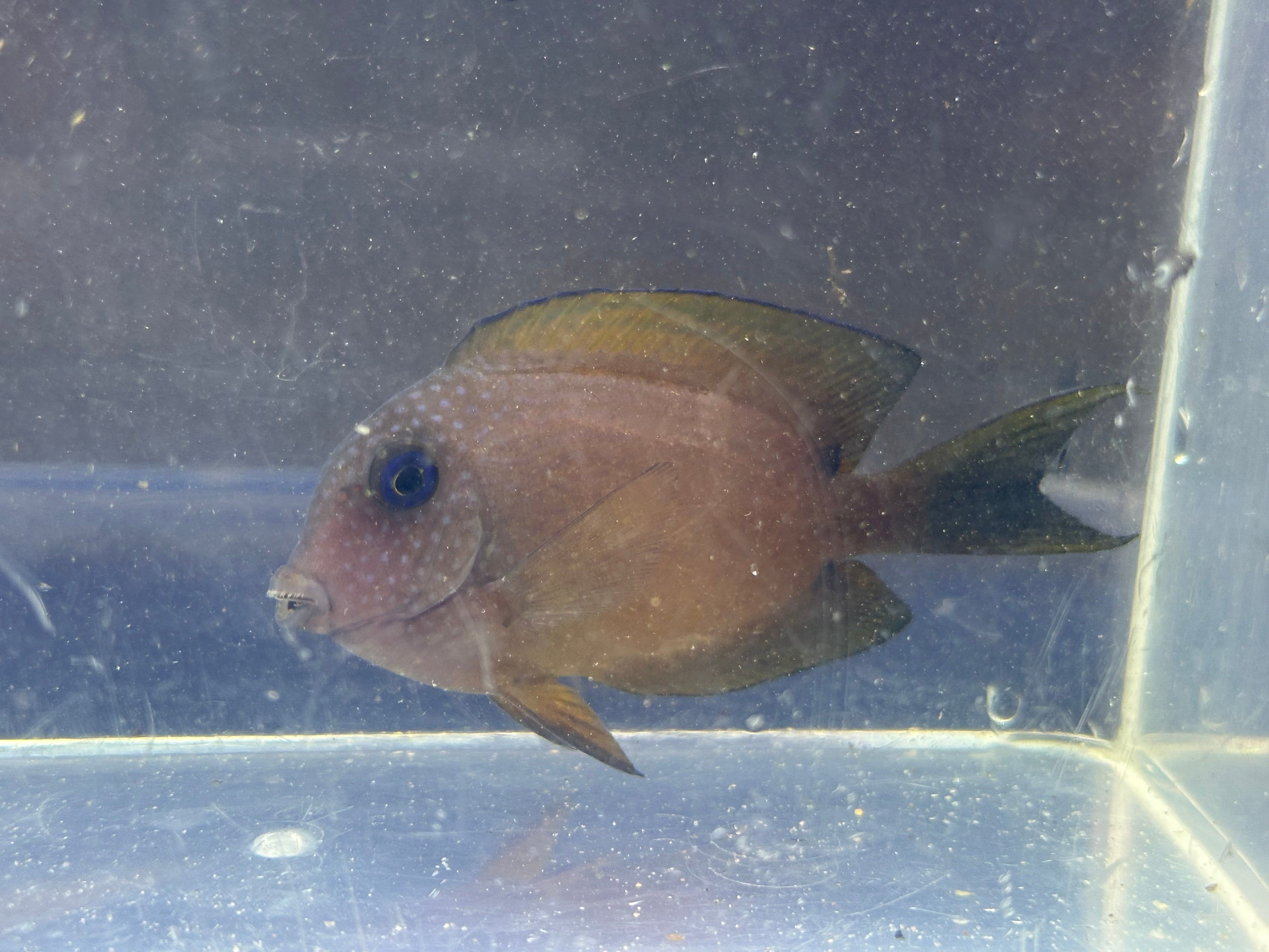 Two Spot Bristlenose Tang (3”)