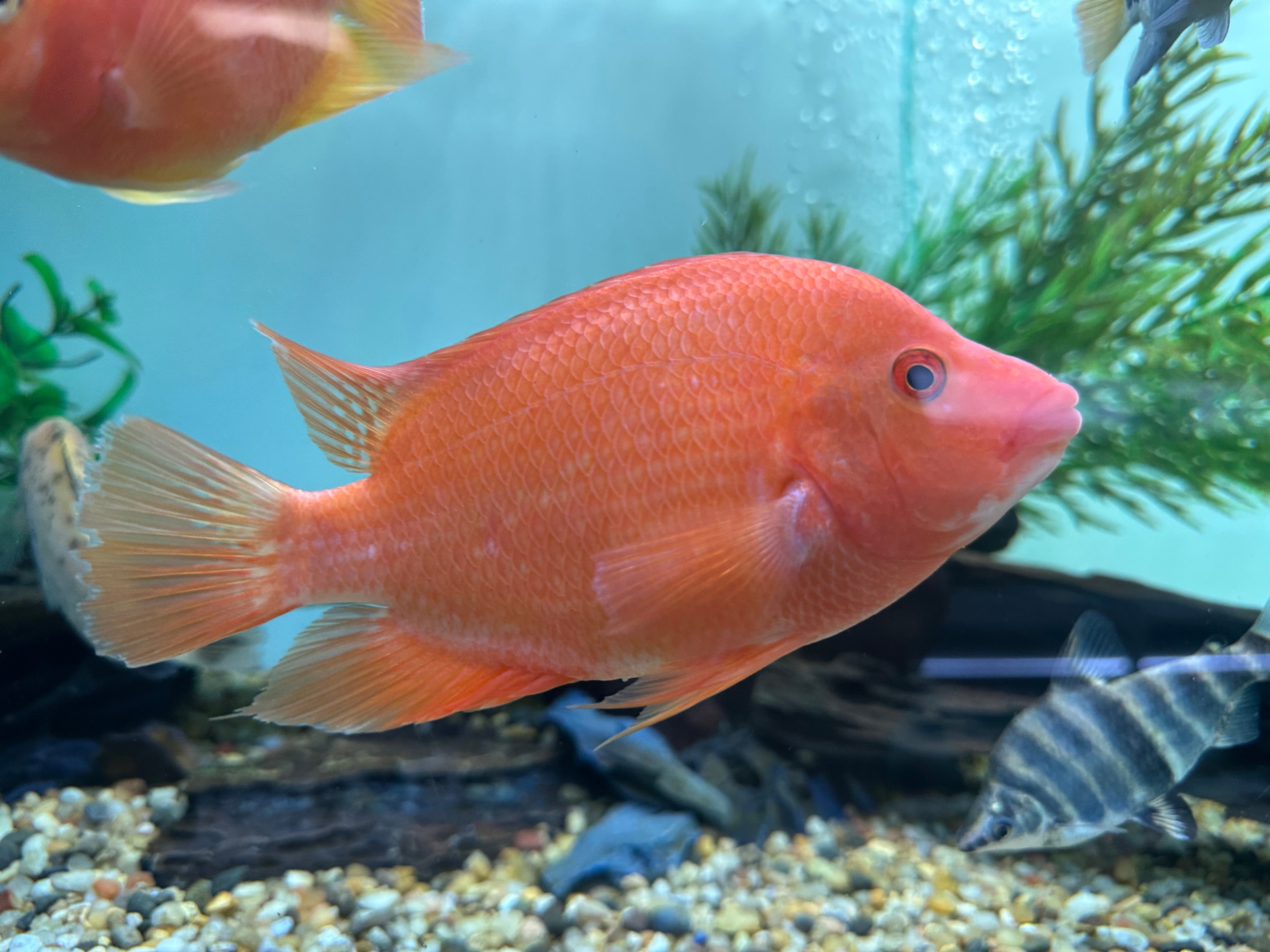 Red Devil Cichlid (6-6.5”)
