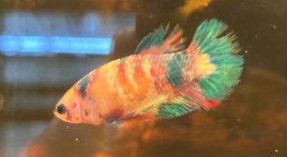 Assorted Koi Female Betta (2”)