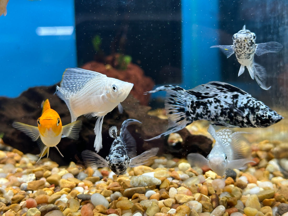 Assorted Sailfin Molly (1.5”+)