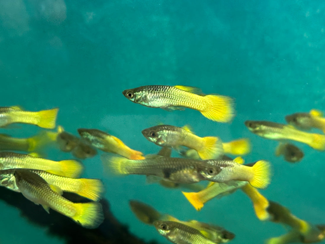 German Yellow Guppy Pair (1.25”)